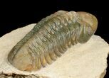 Inch Reedops Trilobite - Great Eyes #4931-3